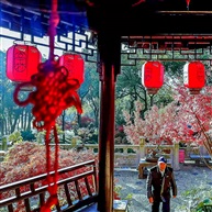 亭林红枫-4