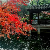 亭林红枫-1