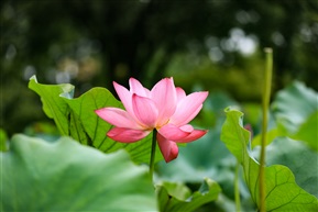 绽放