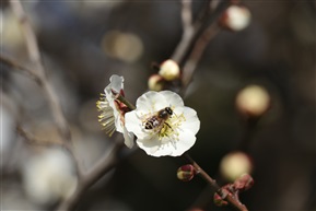 勤劳