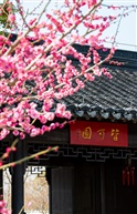 红梅