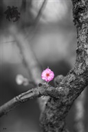 城南小陌又逢春