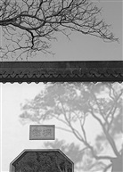 黑、白、灰 