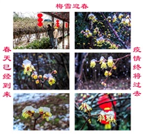 梅雪迎春