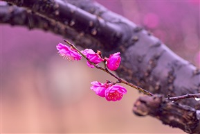 《红梅花儿开》