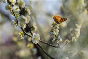 春暖花开疫情散