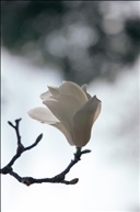 玉兰花
