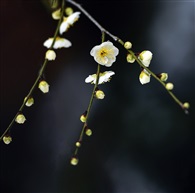 《迎春梅》