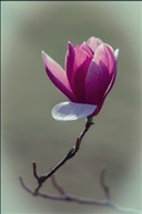 玉兰花