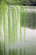 杨柳