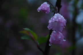 海堂花