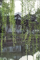 杨柳
