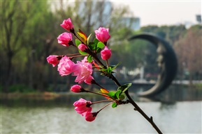 海棠花