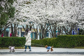 樱花掠影