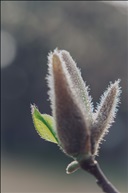 玉兰花