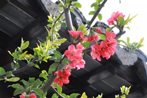 花喜乐