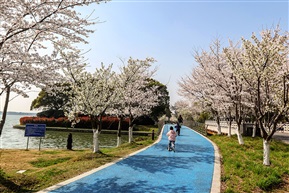 巴蟹公园樱花大道