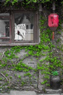 古镇绿意