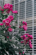 蔷薇花