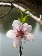 春