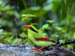 《雨中嬉戏》