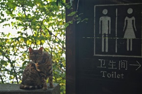 不知猫在旁窥伺
