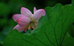 荷