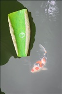 新荷