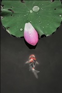新荷