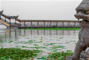 狮子与古莲桥