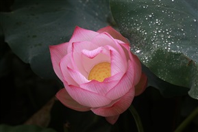夏荷