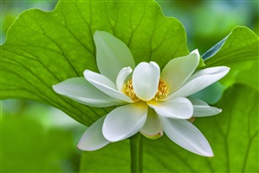 冰清玉洁