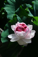 《玉峰并蒂莲》