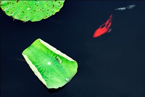 新荷