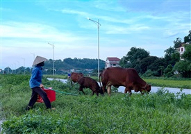 《牧牛人》越南系列（21）