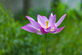 亭亭玉立