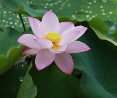 夏荷