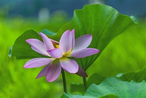 红花与绿叶