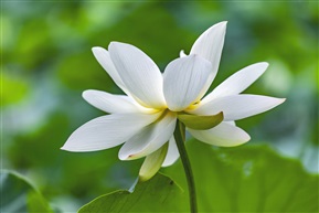 白荷
