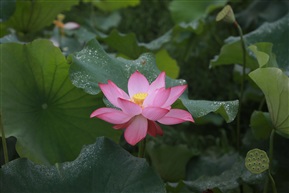 夏荷