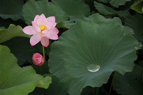 夏荷