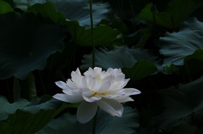 【玉峰莲花】