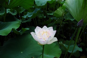 《玉峰莲花》