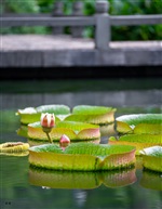 莲