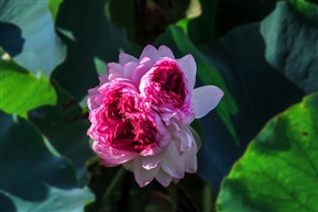 东亭并蒂莲-15
