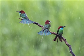 《雨中蜂虎相会》