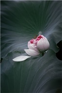 东亭并蒂莲（三）