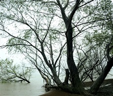 斜风细雨不须归