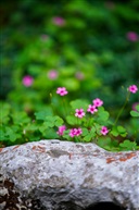那些花儿