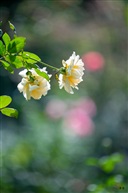 那些花儿